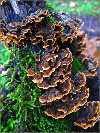 sm 266 Turkey Tail Fungi.jpg - Multiple Turkey Tail Fungi: As members of the Polyporaceae family, they are usually woody at maturity and remain so.